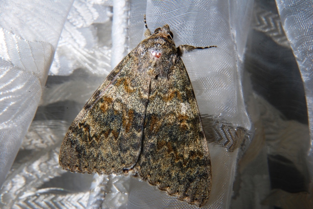 Sconosciuta - Catocala elocata